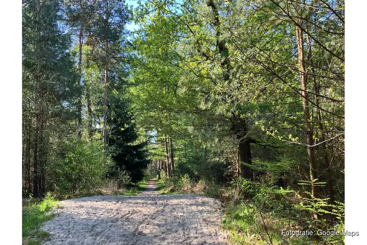 Fryslân brengt oudste bossen van de provincie in kaart