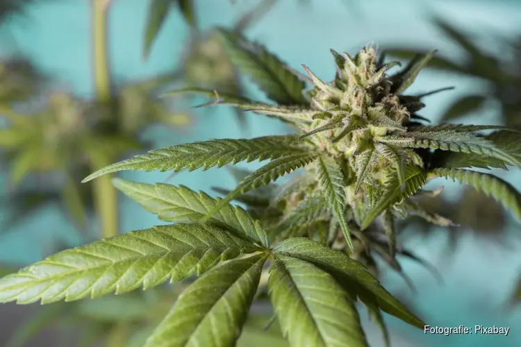 Cannabis: niet zo onschuldig als het lijkt