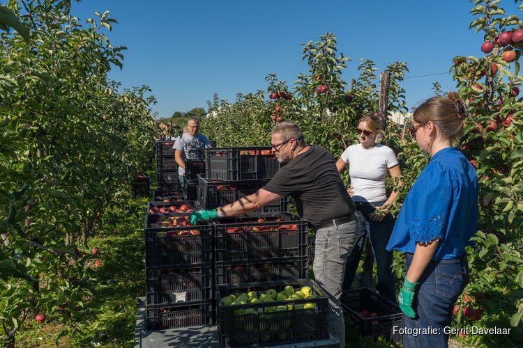 1,5 miljoen achtergebleven appels en peren dit najaar geplukt voor Voedselbanken Nederland