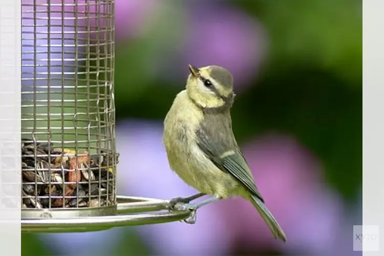 Vogelvoer maken in bieb Lemmer