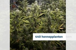 Hennepkwekerij aangetroffen
