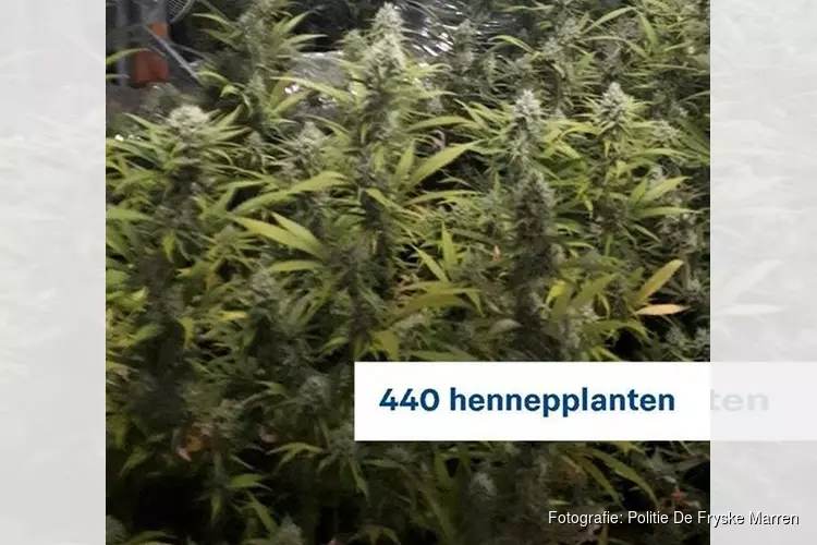 Hennepkwekerij aangetroffen