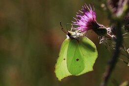 Rondleiding door de Vlindertuin (Strúntún) van Lemmer
