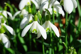 Tienduizend sneeuwklokjes voor de Friese biodiversiteit