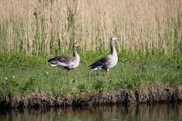 Voorstel voor nieuw ganzenbeleid in Fryslân: Gans in balans