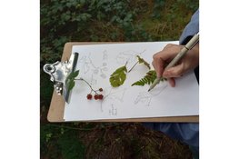 Een creatief schets- en schilderavontuur in de natuur Workshop Natuurjournalen