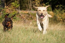 6 op de 10 mensen hebben last van hondenpoep in hun buurt