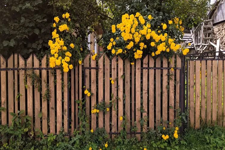 Privacy in je tuin met een tuinafscheiding