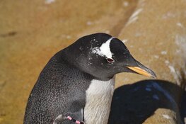 Onbekend roofdier doodt twee pinguïns in Wildlands Emmen: dierentuin neemt maatregelen