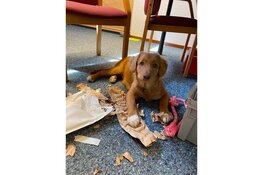 Friese kantoorhond Jack verkozen tot 'Braafste Kantoorhond van Nederland 2025'