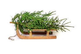 Inzamelactie kerstbomen op 7 januari 2026