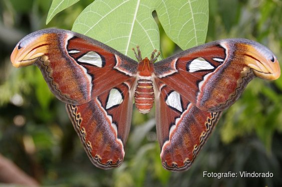 Vlindorado alweer een jaar open: vlindertuin groeit en bloeit in Waarland